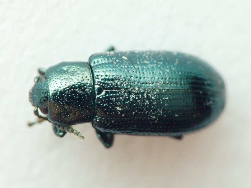 Prasocuris junci (Brahm, 1790)